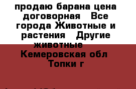 продаю барана цена договорная - Все города Животные и растения » Другие животные   . Кемеровская обл.,Топки г.